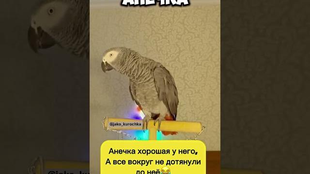 валера новый видео #подпишись #попугай #смешныепопугаиговорящие #talkingparot #юмор #birds #parrot валера новый видео #подпишись #попугай #смешныепопугаиговорящие #talkingparot #юмор #birds #parrot