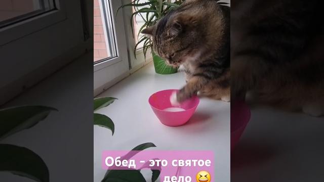 А как насчёт обеда ?#тюмень#симба А как насчёт обеда ?#тюмень#симба