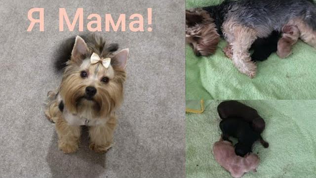 Dogvlog/Элла стала мамой/Первые роды у Йорка Dogvlog/Элла стала мамой/Первые роды у Йорка