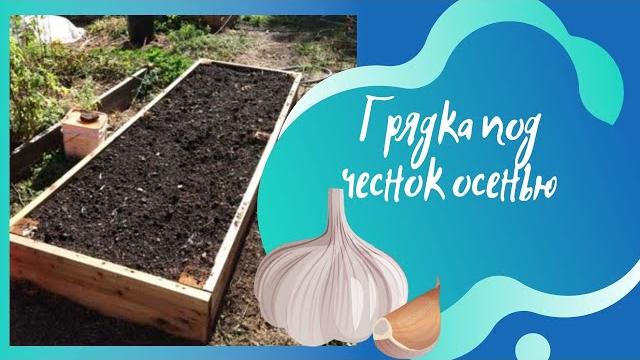 Грядка под чеснок осенью: чем удобрить почву, чтобы на будущий год собрать крупные сочные головки Грядка под чеснок осенью: чем удобрить почву, чтобы на будущий год собрать крупные сочные головки