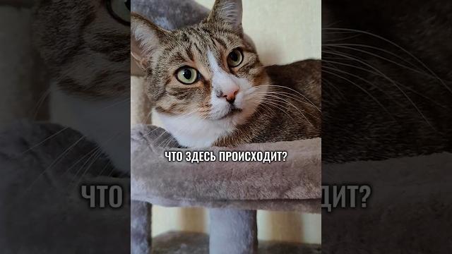 МОЛОДЁЖНЫЙ СЛЕНГ #котики #юмор #животные МОЛОДЁЖНЫЙ СЛЕНГ #котики #юмор #животные
