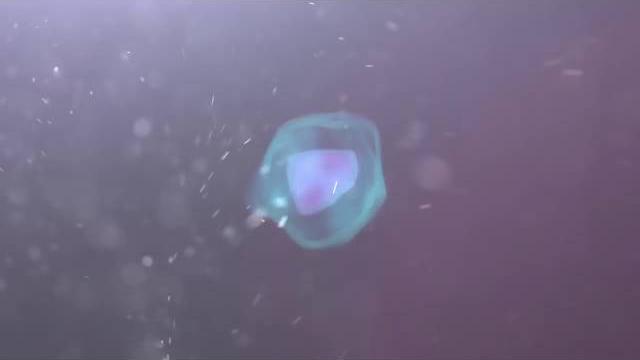 красивое начало для видео красивое начало для видео