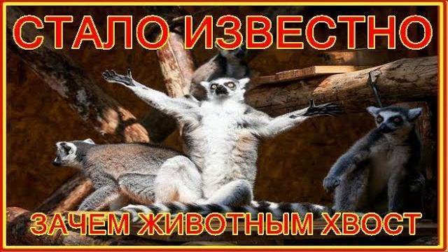 СТАЛО ИЗВЕСТНО, ЗАЧЕМ ЖИВОТНЫМ ХВОСТ СТАЛО ИЗВЕСТНО, ЗАЧЕМ ЖИВОТНЫМ ХВОСТ