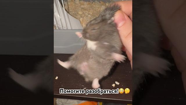 Это все-таки мальчик? #джунгарскийхомяк #animals #хомяк #cute #funny #джунгарики #reels #приколы Это все-таки мальчик? #джунгарскийхомяк #animals #хомяк #cute #funny #джунгарики #reels #приколы