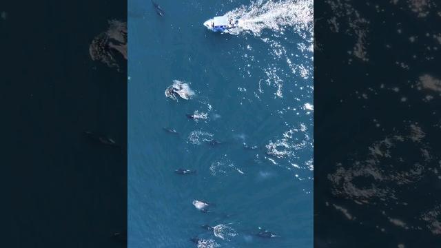 Rare footage of MEGALODON shark caught on camera with 21 Orca!! #megalodon #shark #rarefootage Rare footage of MEGALODON shark caught on camera with 21 Orca!! #megalodon #shark #rarefootage