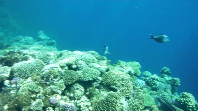 Красное море, видео под водой 329 Красное море, видео под водой 329