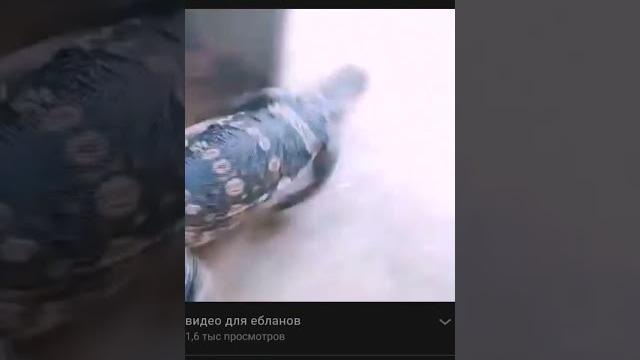 КАК СКАЧАТЬ ВИДЕО С ВК КАК СКАЧАТЬ ВИДЕО С ВК
