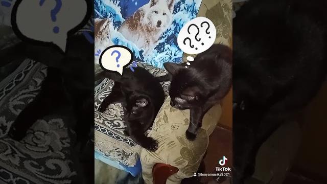 кошке голову отрезать? кошке голову отрезать?