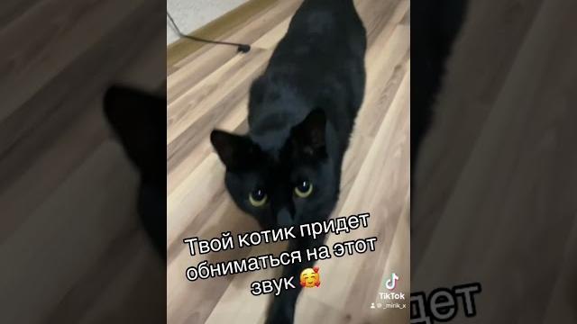 Мяукание котят. Позвать кошку. Голос кошки Мяукание котят. Позвать кошку. Голос кошки