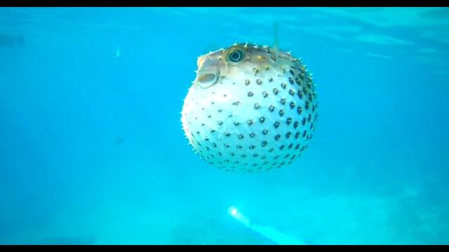 ПЛАВАЮЩИЙ ЯД!!! Ядовитая Фугу / рыба еж / рыба шар (Красное море/ RED SEA, EGYPT 2019) ПЛАВАЮЩИЙ ЯД!!! Ядовитая Фугу / рыба еж / рыба шар (Красное море/ RED SEA, EGYPT 2019)
