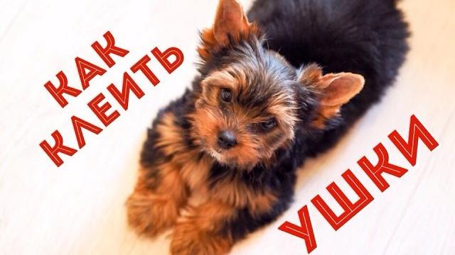 Как клеить ушки щенку / Щенок йоркширского терьера Как клеить ушки щенку / Щенок йоркширского терьера