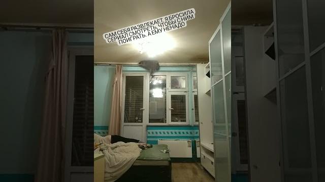 енот Лёня верхолаз. #спорт #животные #питомец #любимые #видео #енотобормот #юмор #видеодня енот Лёня верхолаз. #спорт #животные #питомец #любимые #видео #енотобормот #юмор #видеодня