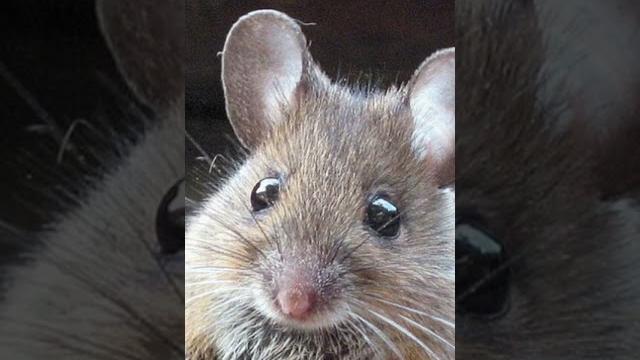 Звук мышки для кота. Писк мышки для твоей кошки. Звуки животных. Sound mouse. Мышка пищит Звук мышки для кота. Писк мышки для твоей кошки. Звуки животных. Sound mouse. Мышка пищит