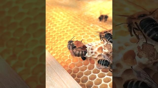Как выглядит королева пчёл Как выглядит королева пчёл