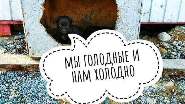 БРОСИЛИ ГОЛОДАТЬ ЩЕНКОВ С МАМОЙ В НОВОГОДНИЕ ДНИ БРОСИЛИ ГОЛОДАТЬ ЩЕНКОВ С МАМОЙ В НОВОГОДНИЕ ДНИ