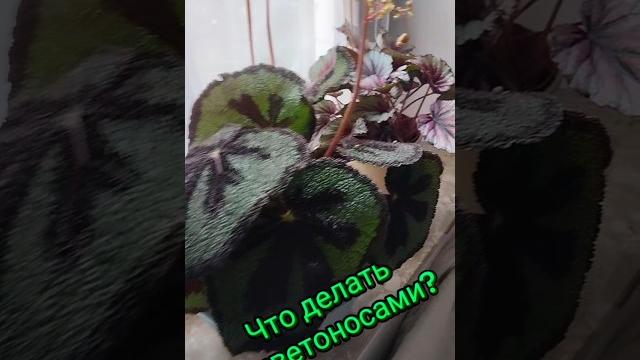 Все цветоносы ПОД НОЖ! И не жалеем #цветы #shorts #flowers #квіти #бегония #цветыдлядома #diy Все цветоносы ПОД НОЖ! И не жалеем #цветы #shorts #flowers #квіти #бегония #цветыдлядома #diy