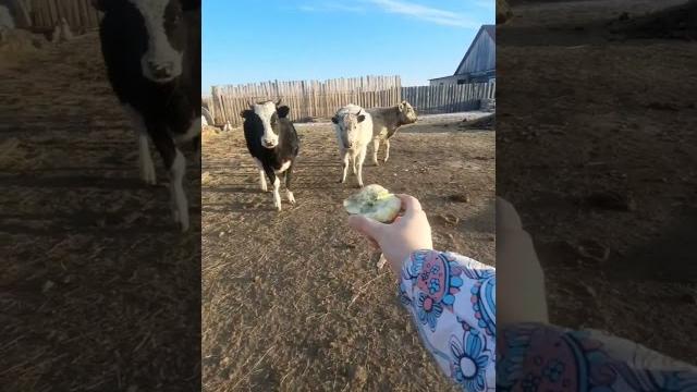 Коровы. Как её остановить?? #корова #приколы #cow Коровы. Как её остановить?? #корова #приколы #cow