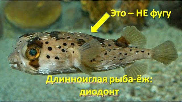 Тропическая рыба-ёж длинноиглая Тропическая рыба-ёж длинноиглая
