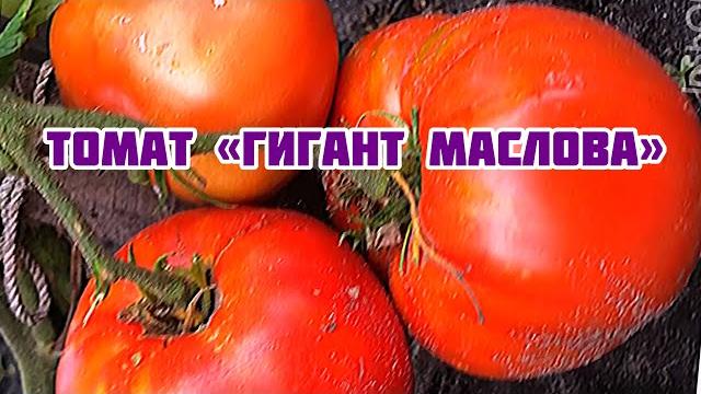 Томат «Гигант Маслова», для любителей КРУПНЫХ! Томат «Гигант Маслова», для любителей КРУПНЫХ!