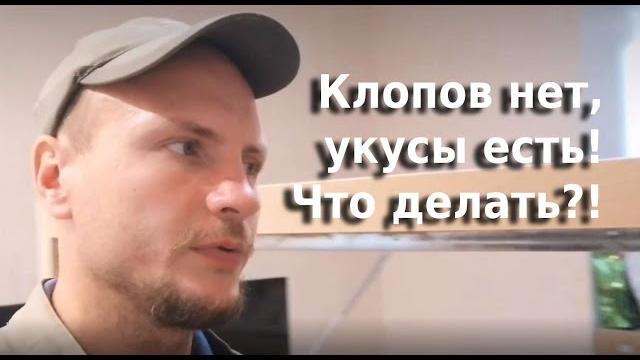 Клопов нет укусы есть, что делать Клопов нет укусы есть, что делать
