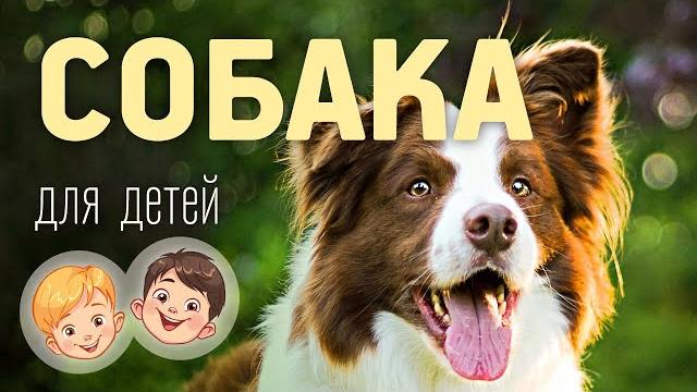 Собака. Видео про животных для детей 3+ Собака. Видео про животных для детей 3+