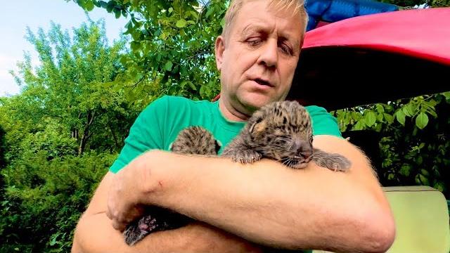 Мама леопард РВАНУЛА на Олега Зубкова и схватила его телефон, такой кошке лучше в лапы НЕ ПОПАДАТЬСЯ Мама леопард РВАНУЛА на Олега Зубкова и схватила его телефон, такой кошке лучше в лапы НЕ ПОПАДАТЬСЯ