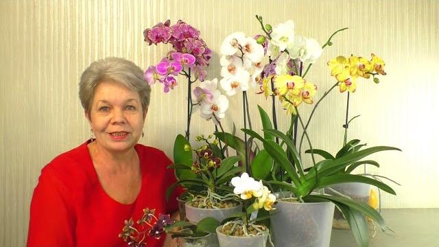 Ответы на Вопросы из Жизни Орхидей С Днём Святого Валентина Не удавшийся ОБЗОР Орхидей в ЛЕРУА Ответы на Вопросы из Жизни Орхидей С Днём Святого Валентина Не удавшийся ОБЗОР Орхидей в ЛЕРУА