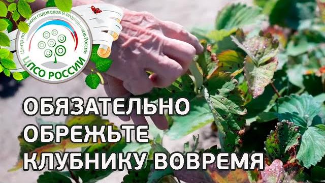 Важно вовремя скосить листья клубники! Обрезка клубники. Важно вовремя скосить листья клубники! Обрезка клубники.
