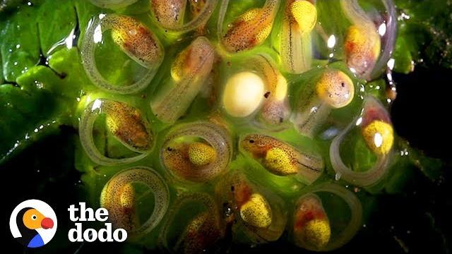 This Is How a Tadpole Transforms Into A Frog | The Dodo This Is How a Tadpole Transforms Into A Frog | The Dodo