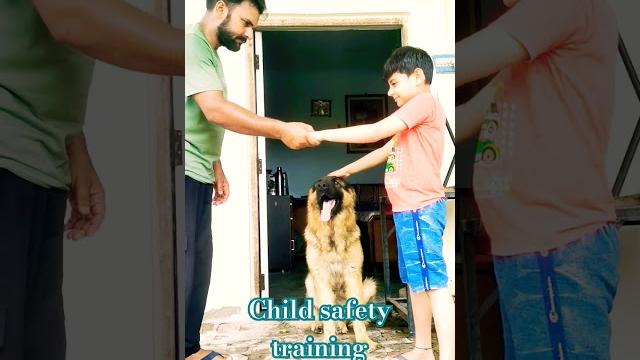 child safety training with German Shepherd #shorts #dog #germanshepherd #viralvideo #video child safety training with German Shepherd #shorts #dog #germanshepherd #viralvideo #video