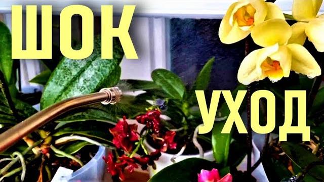 В ШОКЕ ОТ ТАКОГО УХОДА ЗА ОРХИДЕЯМИ! ШОКИРУЮЩИЕ ОПРЫСКИВАНИЯ ОРХИДЕЙ И РЕЗУЛЬТАТ! ВОДА И ОРХИДЕИ! В ШОКЕ ОТ ТАКОГО УХОДА ЗА ОРХИДЕЯМИ! ШОКИРУЮЩИЕ ОПРЫСКИВАНИЯ ОРХИДЕЙ И РЕЗУЛЬТАТ! ВОДА И ОРХИДЕИ!