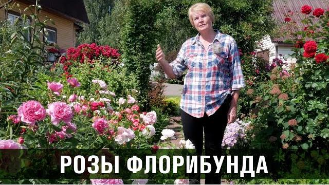 Роза флорибунда. Сорта и особенности роз флорибунда. Роза флорибунда. Сорта и особенности роз флорибунда.