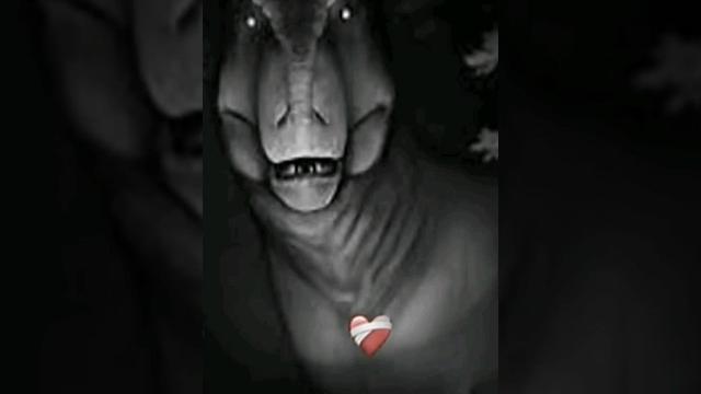 Тираннозавр рекс; Tyrannosaurs rex. Тираннозавр рекс; Tyrannosaurs rex.