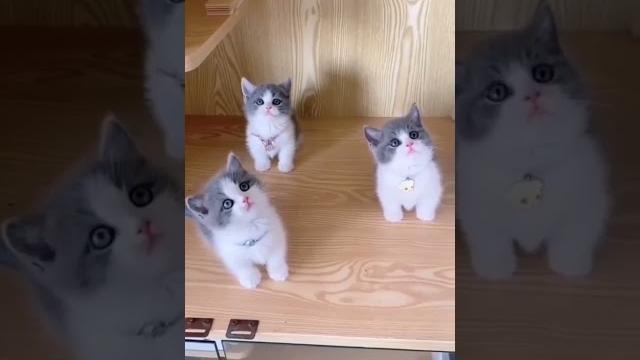 CUTE CATS INSTA TIK TOK \ милые котята коты кошки CUTE CATS INSTA TIK TOK \ милые котята коты кошки