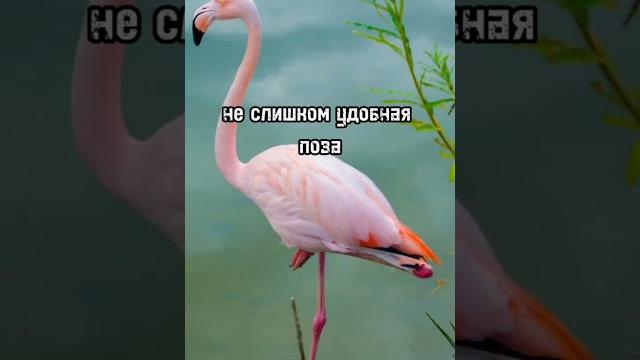 Почему фламинго стоят на одной ноге? Почему фламинго стоят на одной ноге?