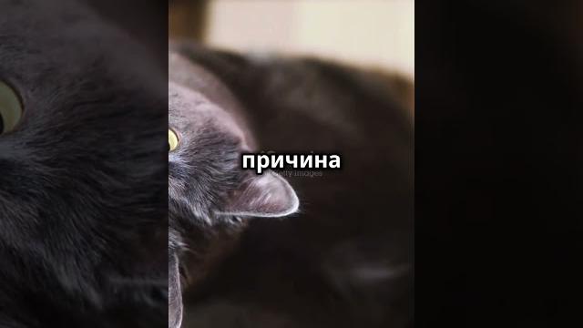 Почему кошки обожают коробки? Почему кошки обожают коробки?