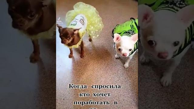 чихуа приколы. чихуахуа. чихуа приколы. чихуахуа.