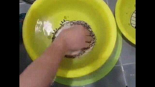 Приколы с ёжиком Приколы с ёжиком