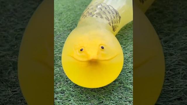 Невероятные видео | Змея напилась воды Невероятные видео | Змея напилась воды