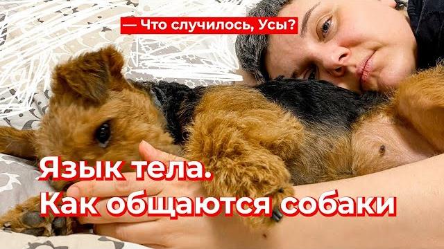 Что случилось, Усы? Язык тела. Как общаются собаки Что случилось, Усы? Язык тела. Как общаются собаки