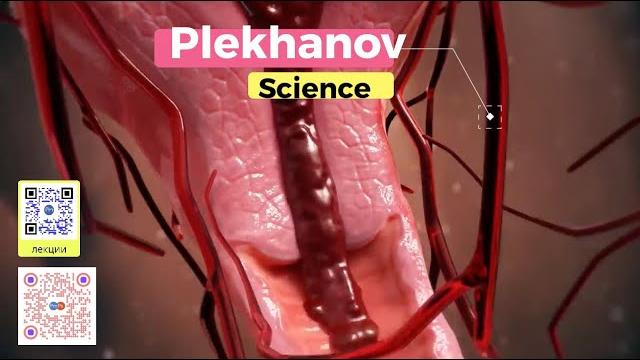 анатомия 3D овуляция и менструальный цикл анатомия 3D овуляция и менструальный цикл