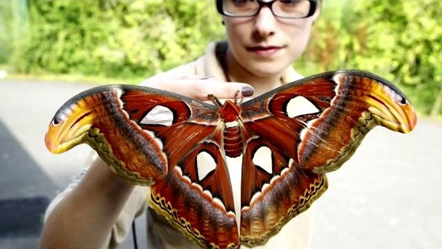 Интересные факты - Бабочки Интересные факты - Бабочки