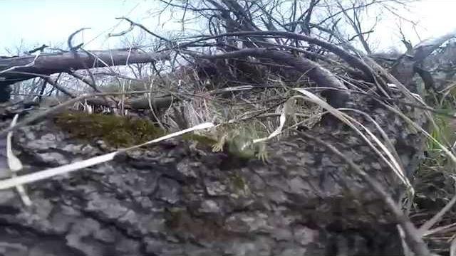 Видео про ящериц, видео rybachil.ru Видео про ящериц, видео rybachil.ru