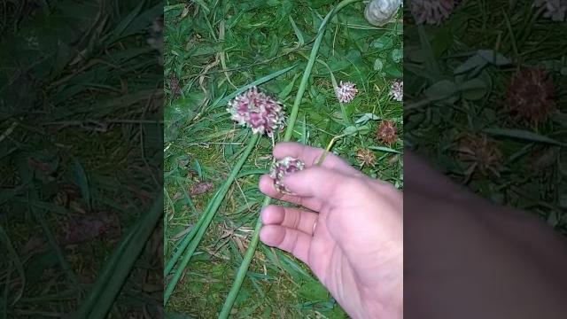 Будет ли ЧЕСНОК крупнее если обрывать стрелки? Будет ли ЧЕСНОК крупнее если обрывать стрелки?