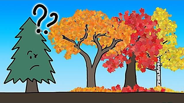 Почему листья меняют цвет на самом деле? Почему листья меняют цвет на самом деле?
