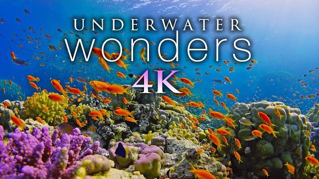 11 ЧАСОВ подводных чудес в формате 4K + расслабляющая музыка - коралловые рифы и красочная морская 11 ЧАСОВ подводных чудес в формате 4K + расслабляющая музыка - коралловые рифы и красочная морская