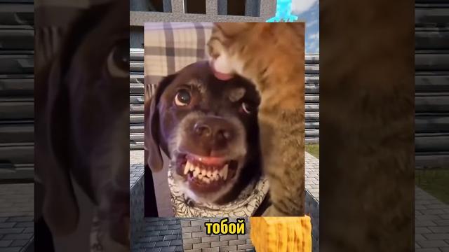 ВИРУСНЫЕ ВИДЕО / Стрижка ВИРУСНЫЕ ВИДЕО / Стрижка