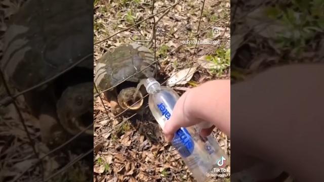 Черепашка #animals #животные #черепаха #tortilla #вода#water #настроение #шутка#видео #video Черепашка #animals #животные #черепаха #tortilla #вода#water #настроение #шутка#видео #video