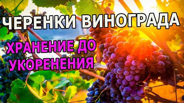 Виноград выращивание из черенков. Как сохранить черенки винограда до укоренения. Виноградарство. Виноград выращивание из черенков. Как сохранить черенки винограда до укоренения. Виноградарство.
