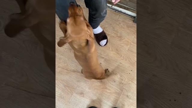 Знакомство #собака #такса #приколы Знакомство #собака #такса #приколы